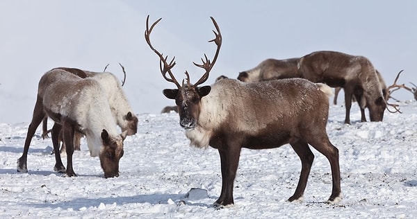 10. В данный момент браконьеров пытаются выследить по снимкам из космоса. Браконьеры, виновные в гибели животных, могут прятаться в глухом таежном поселке