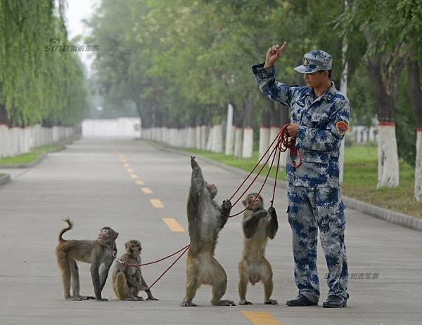 Zhao Yu tarafından yönetilen Çin İmparatorluk Ordusunda maymunlar yangın aygıtları olarak kullanılıyordu.