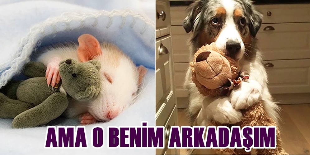 Oyuncaklarıyla Mışıl Mışıl Uyuyan Dostlardan Gözlerinizi Yaşartacak 28 Fotoğraf