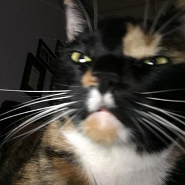 5. This kitty is a technophobe and clearly hasn't yet mastered how to work a front camera. 😂