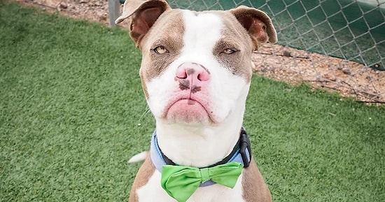 16 рандомных фото с Reddit поднимут ваше настроение на максимальную высоту!