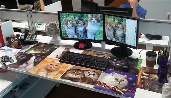 12. В стиле сумасшедшей кошатницы