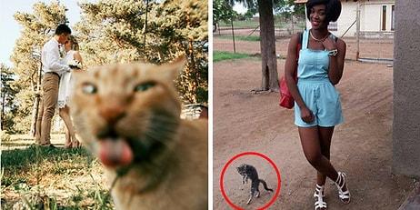 Kedilerin Yer Aldığı Her Fotoğrafta Şovu Çalıp Başrolü Kaptığını Gösteren 29 Fotoğraf