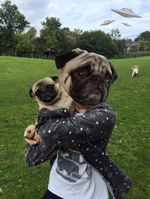 17. Война миров мопс