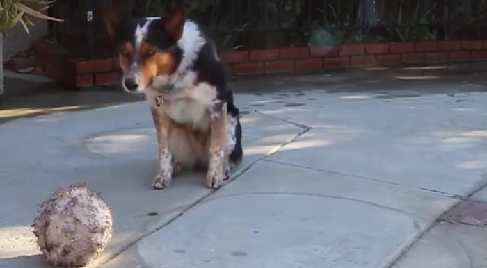 Çoğumuzdan Daha Disiplinli! Zeka Küpü Köpeğin Takdir Toplayan Komutlara Uyma Anı