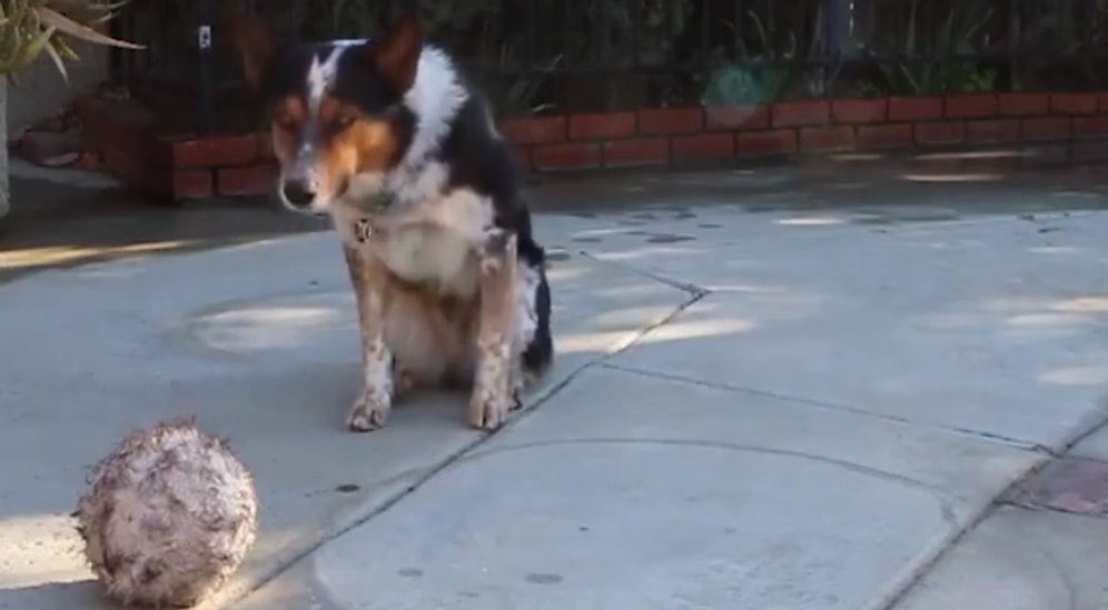 Çoğumuzdan Daha Disiplinli! Zeka Küpü Köpeğin Takdir Toplayan Komutlara Uyma Anı
