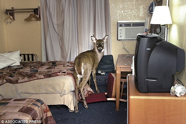 3. Никакого покоя в собственной комнате! Что вы тут забыли?