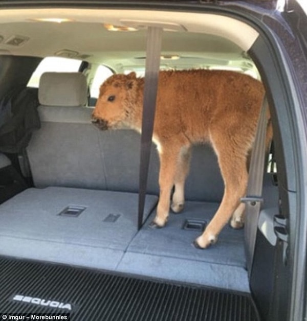 15. Туристы пригласили этого молодого бизона к себе в машину, опасаясь, что на улице ему слишком холодно