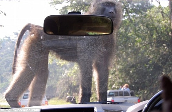 20. В Уганде бабуины, оккупировавшие капоты автомобилей, - довольно частое явление