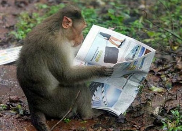 7. Обезьяны тоже интересуются происходящим в мире!