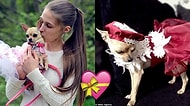 Sevginin Böylesi! Köpeği İçin Tasarım Kıyafetlere ve Tasmalara 45 Bin Lira Harcayan Kadın