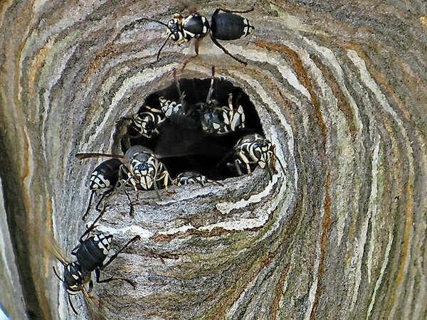 3. Посмотрите на это гнездо, снимком которого поделился пользователь сайта ReddIt...