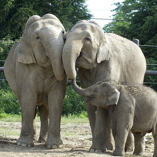 6. Сходить в зоопарк