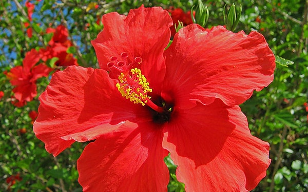 9. Настурция или капуцин