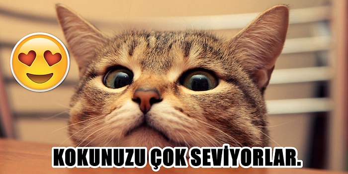 Minik Dost Kedilerin Her Eşyamızın Üzerine Hevesle Yatmalarının Ardındaki Nedenler