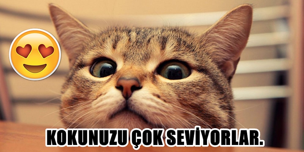 Minik Dost Kedilerin Her Eşyamızın Üzerine Hevesle Yatmalarının Ardındaki Nedenler