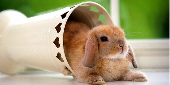 Выберите животное, с которым вы себя ассоциируете, а мы расскажем всё о вашем внутреннем "Я"