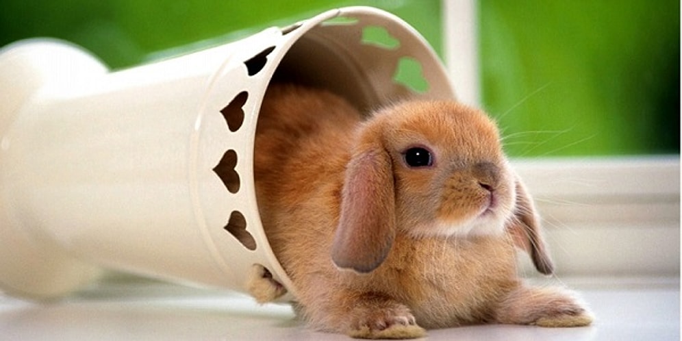 Выберите животное, с которым вы себя ассоциируете, а мы расскажем всё о вашем внутреннем "Я"