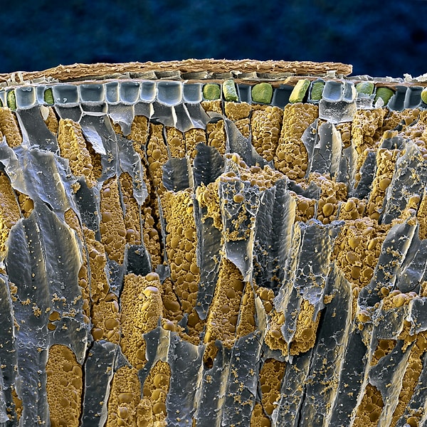 5. Голубика или кратер вулкана?