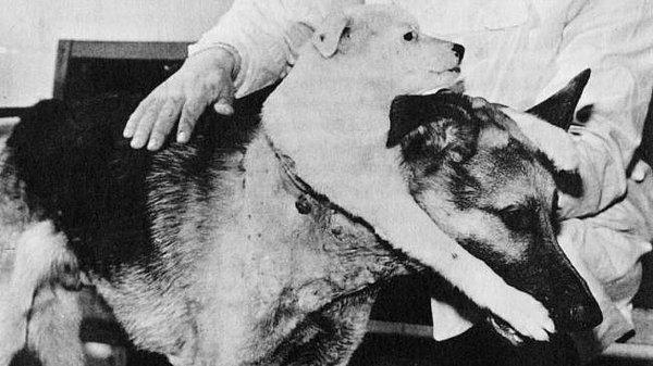 Demikhov bu deneyde, bir köpeğin kafasını kesip başka bir köpeğe naklederek çift başlı bir köpek yaratma amacını gütmüştür.