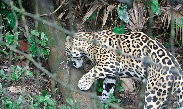 5. Would the jaguar miss a trick? He spills the catnip.