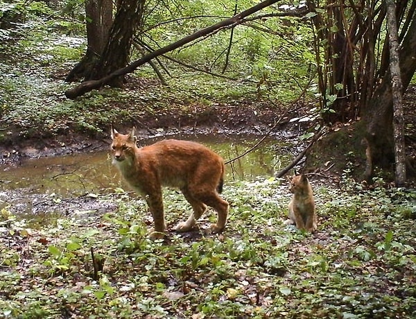 4. Самка рыси пришла на водопой с котенком