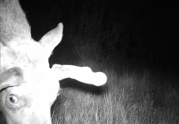 19. "Что это у нас здесь?"