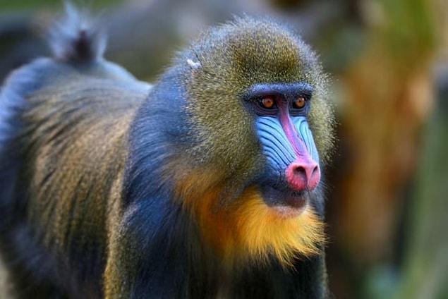 14. Mandrills, a type of monkey found in African rainforests, sniff each other's poo to figure out who's got parasites.