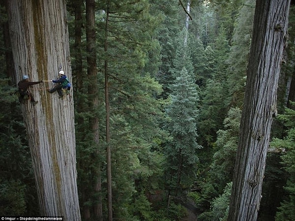 8. Альпинисты взбираются на 750-летнюю секвойю в Калифорнии.