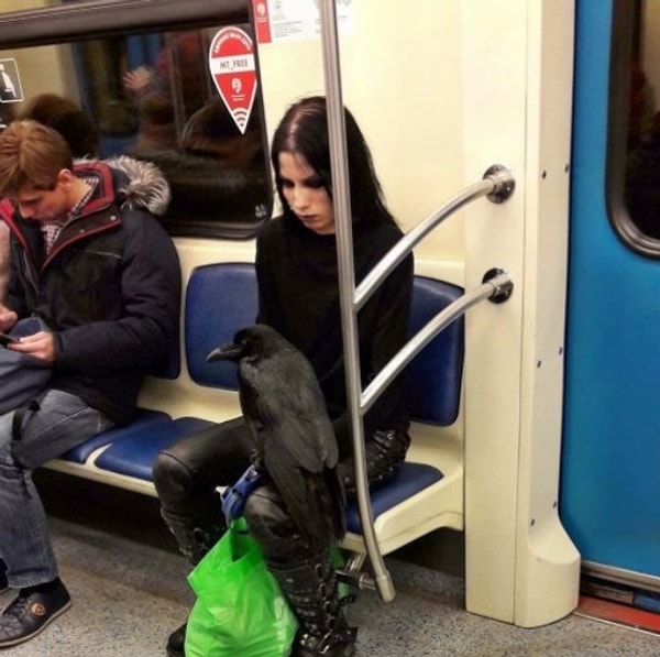 10. Ничего необычного. Подумаешь, гот едет в метро со своим вороном