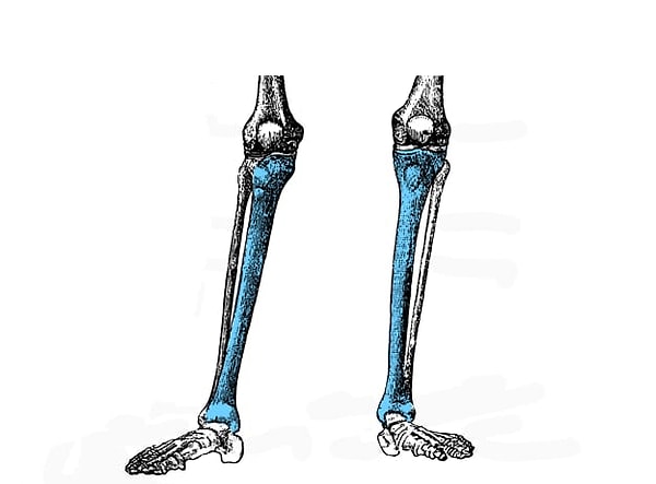 9. Еще немного: как называется эта кость?