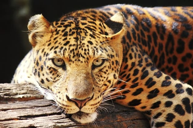 Jaguar çıktı!