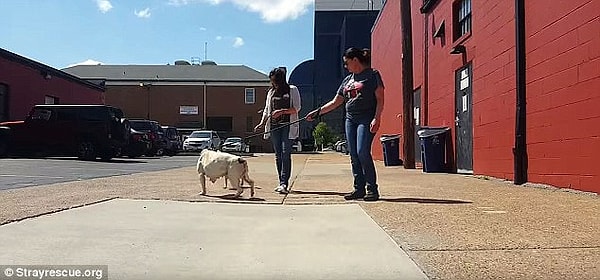 8. А еще приют собирает для нее деньги, чтобы сделать ей искусственную ногу.