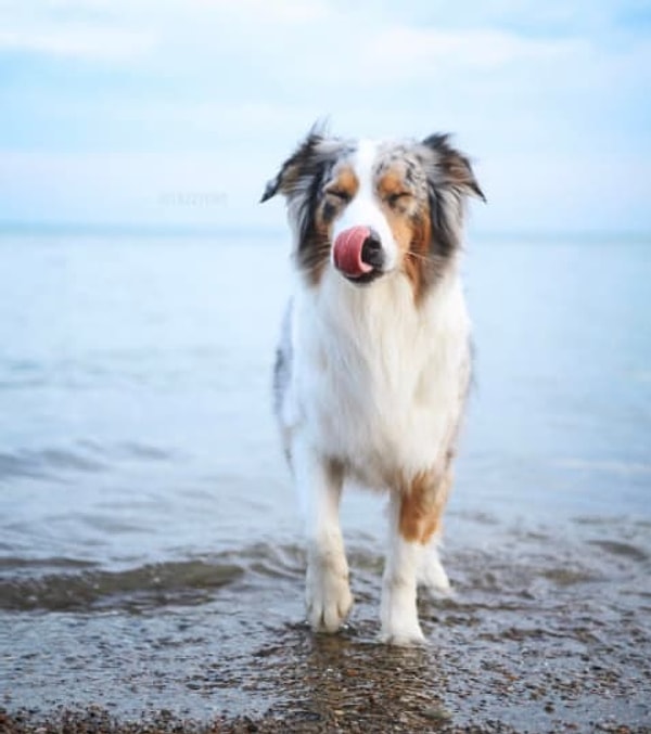 Австралийская овчарка