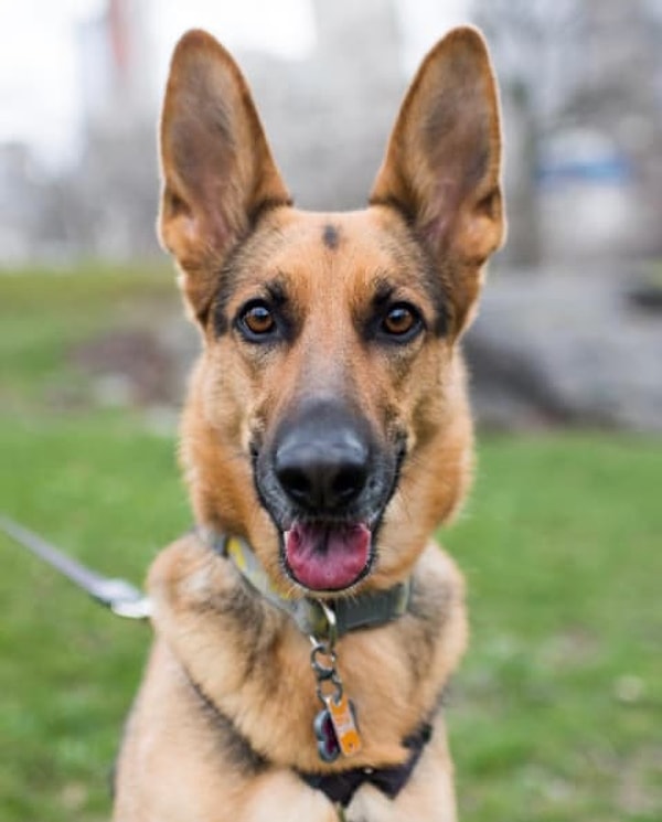 Немецкая овчарка