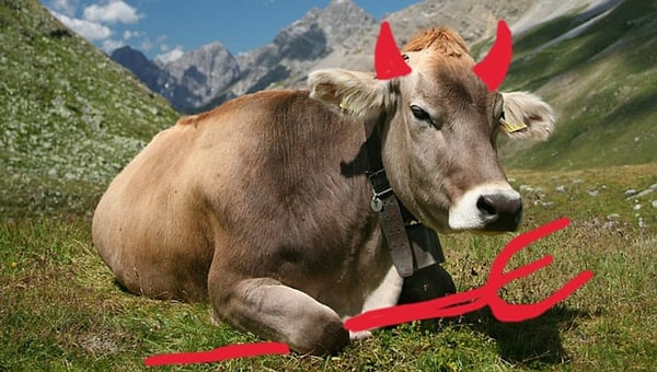 12. У вас больше шансов быть убитым коровой, нежели акулой