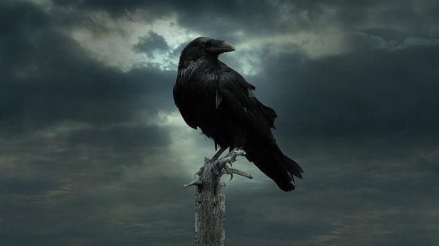 12. Only ravens, bees, ants, and humans have linguistic skills.