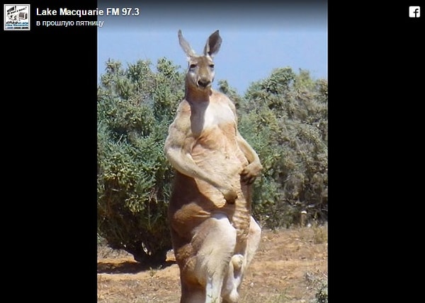 3. Встретишь такого кенгуру на своем пути, готовь белые тапки и черный костюм