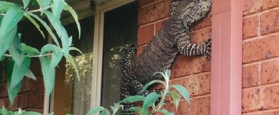 19 примеров того, что австралийские животные зашли слишком далеко