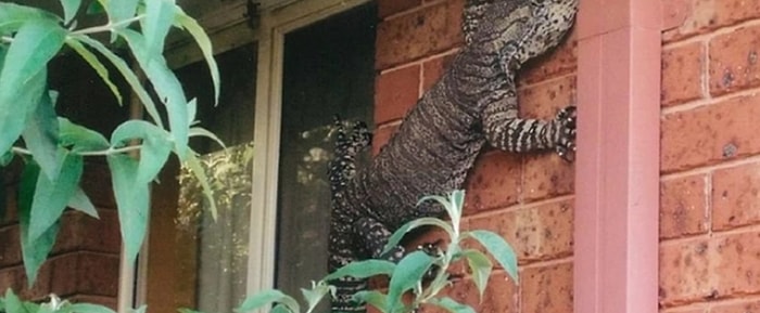 19 примеров того, что австралийские животные зашли слишком далеко