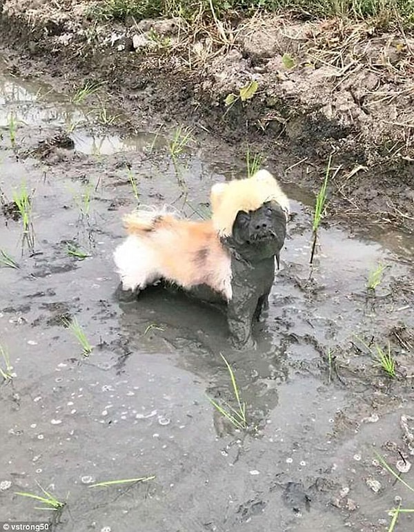 7. Эта милашка стала похожа на собаку из фильма ужасов после своего грязеваляния