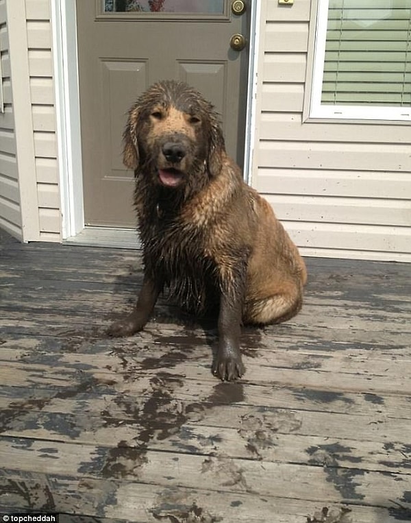 18. "Хозяин, это было круто!"