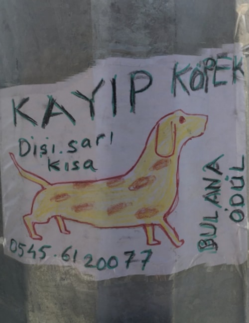 Dünyanın en masum ve emek dolu kayıp ilanı. Umarız bulunmuştur.