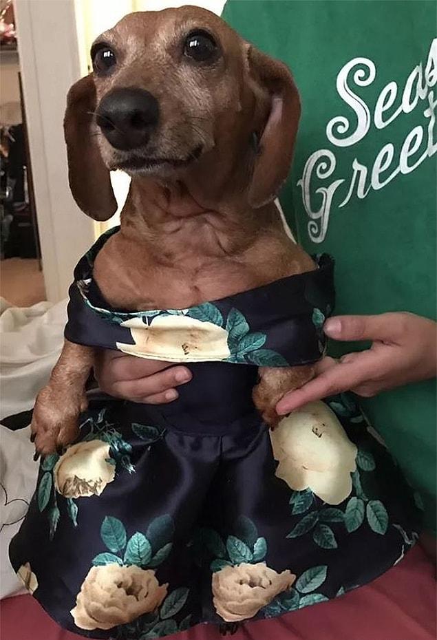 “Anywhere that a dog is allowed, I bring her.” And there certainly aren’t any rules against taking your wiener-dog to the prom.