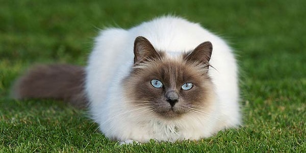 Бирманская кошка