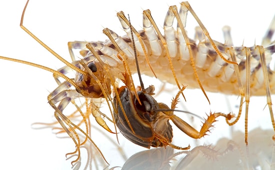 Evlerin Ürkütücü Misafirleri Çiyanları Öldürmemeniz İçin Geçerli Bir Sebep Var!