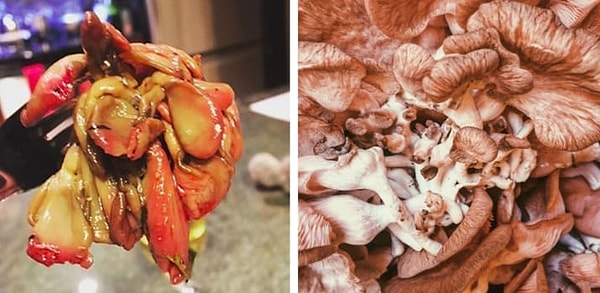 13. Устричные грибы