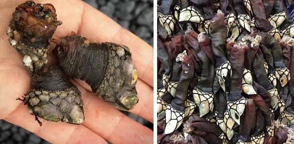 19. Морские уточки или "Goose Barnacle"