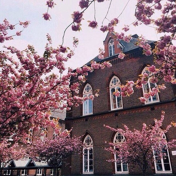 2. Одна роза может стать садом, один человек – целым миром.