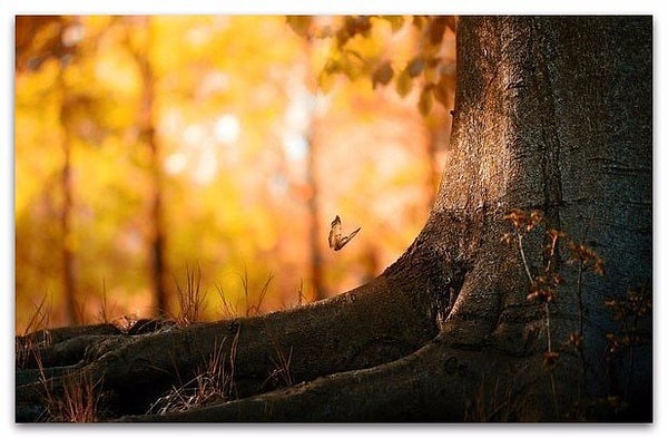 19. Твои ошибки - твоя сила. На кривых корнях, деревья стоят крепче.